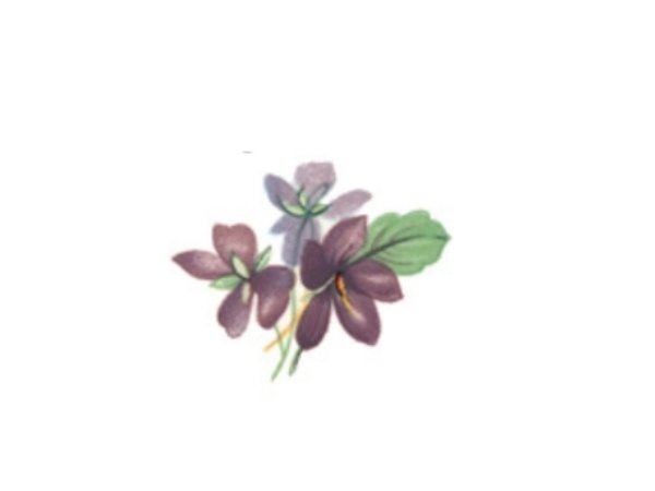 画像1: VIOLETS (1)