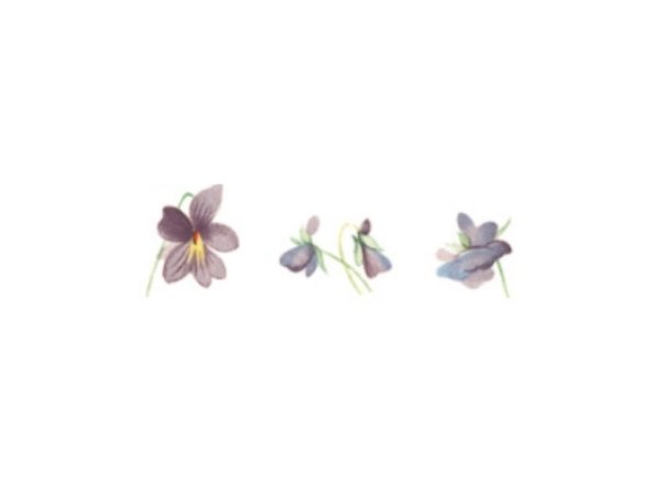 画像1: VIOLETS (1)