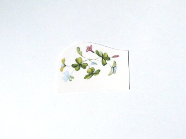 画像1: SHAMROCK (1)