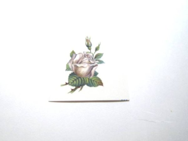 画像1: SILVER ROSE (1)