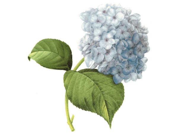 画像1: HORTENSIA BLUE (1)