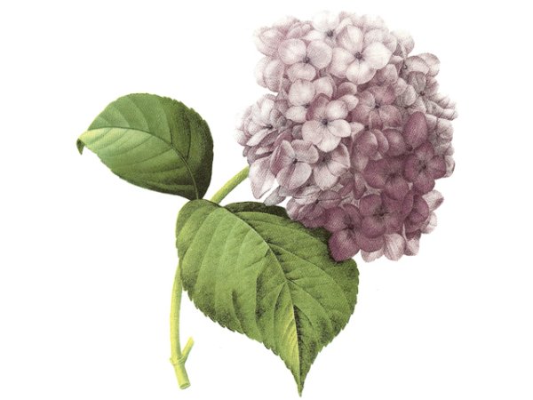画像1: HORTENSIA LILAC (1)