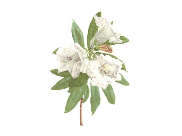 画像1: LINDLEYI (1)