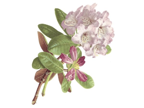 画像1: CAMPANULATUM (1)