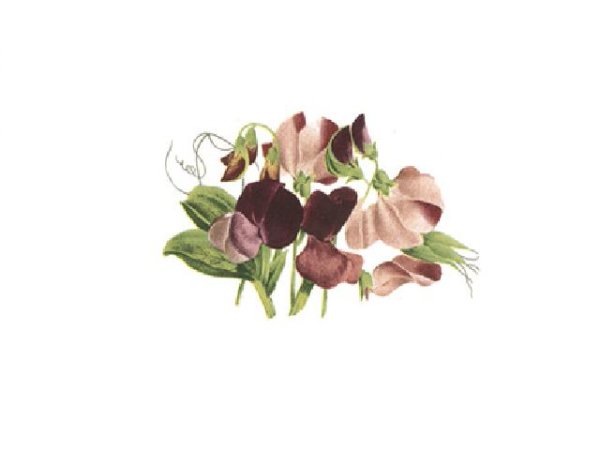 画像1: AUGUST (1)