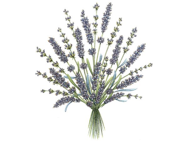 画像1: LAVENDER (1)