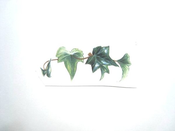 画像1: IVY (1)