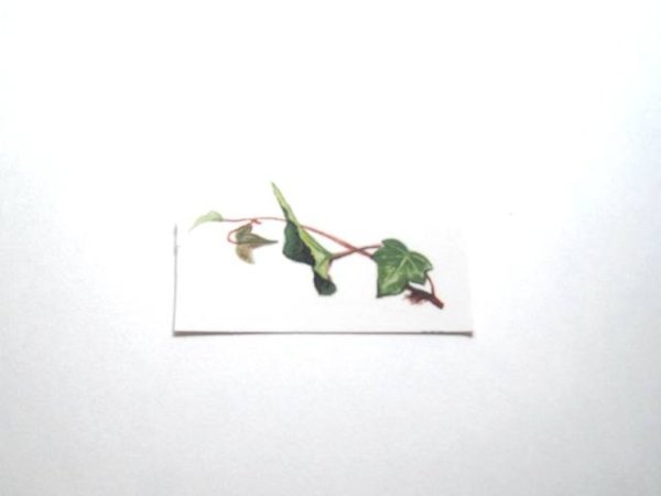 画像1: IVY (1)