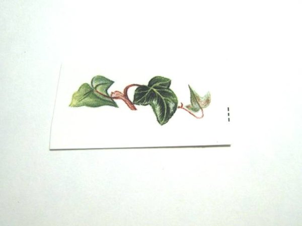画像1: IVY (1)