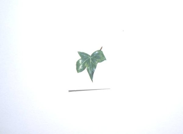 画像1: IVY (1)