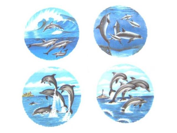 画像1: DOLPHIN (1)