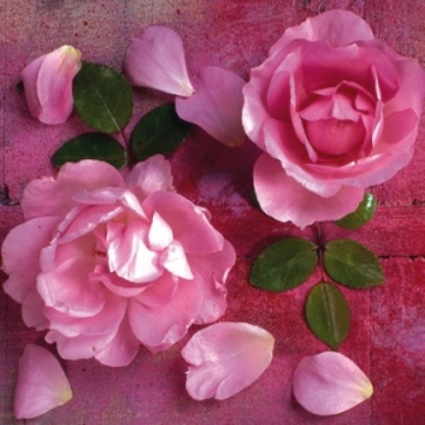 画像1: 【ナプキン】 Hot Pink Roses (1)