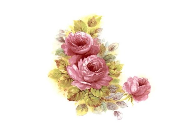 画像1: CHINA PINK ROSE (1)
