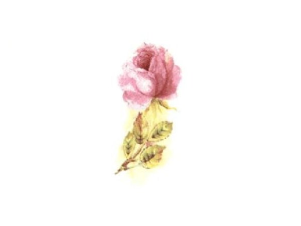 画像1: CHINA PINK ROSE (1)