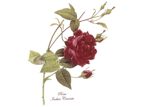 画像1: CRIMSON ROSE (1)