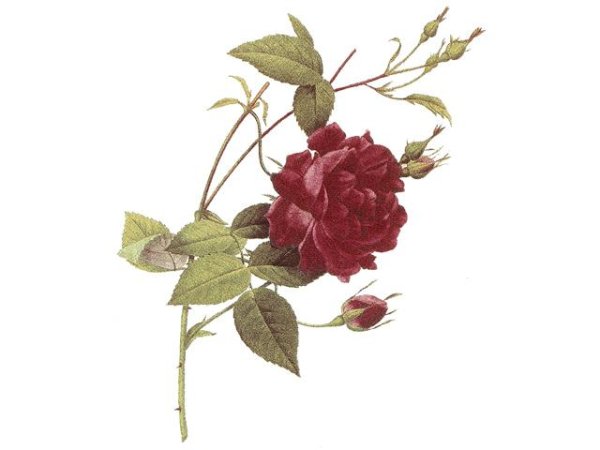 画像1: CRIMSON ROSE (1)