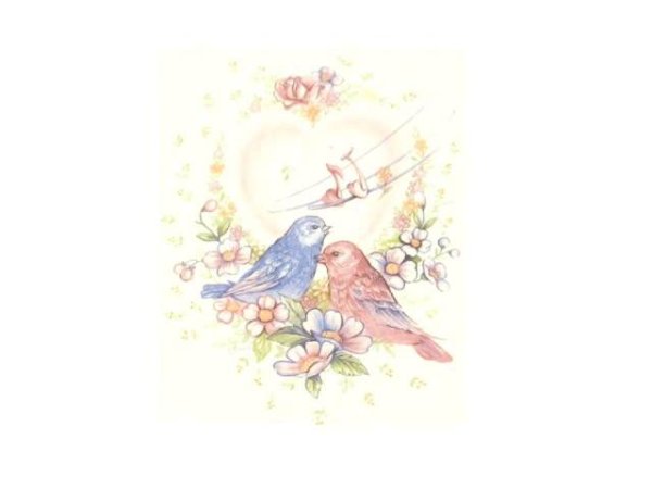画像1: NIDO DE AMOR (1)