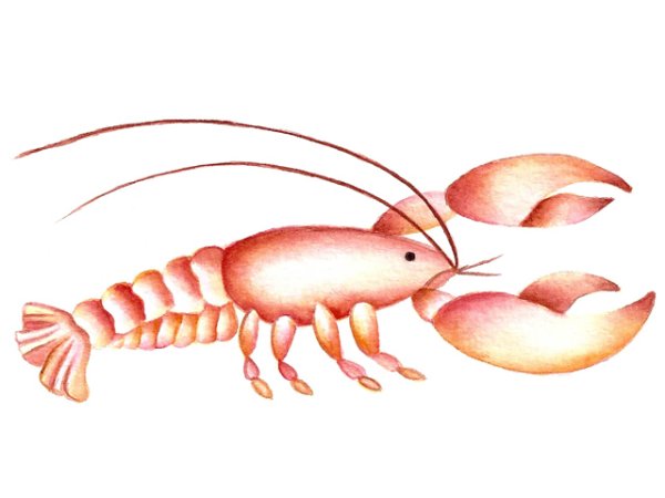 画像1: LOBSTER (1)