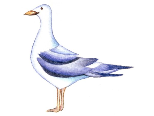 画像1: SEAGULL (1)