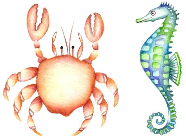 画像1: CRAB and SEAHORSE (1)