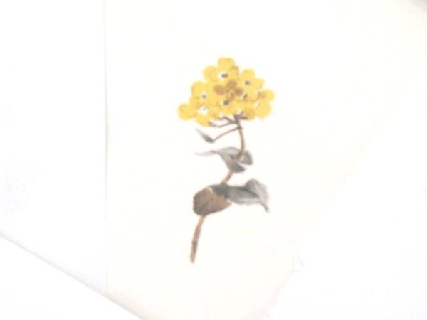 画像1: 草花 (1)