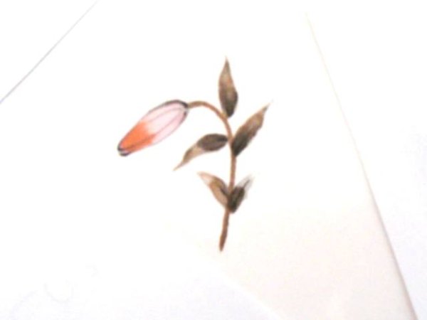 画像1: 草花 (1)