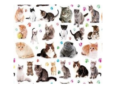 画像1: CATS