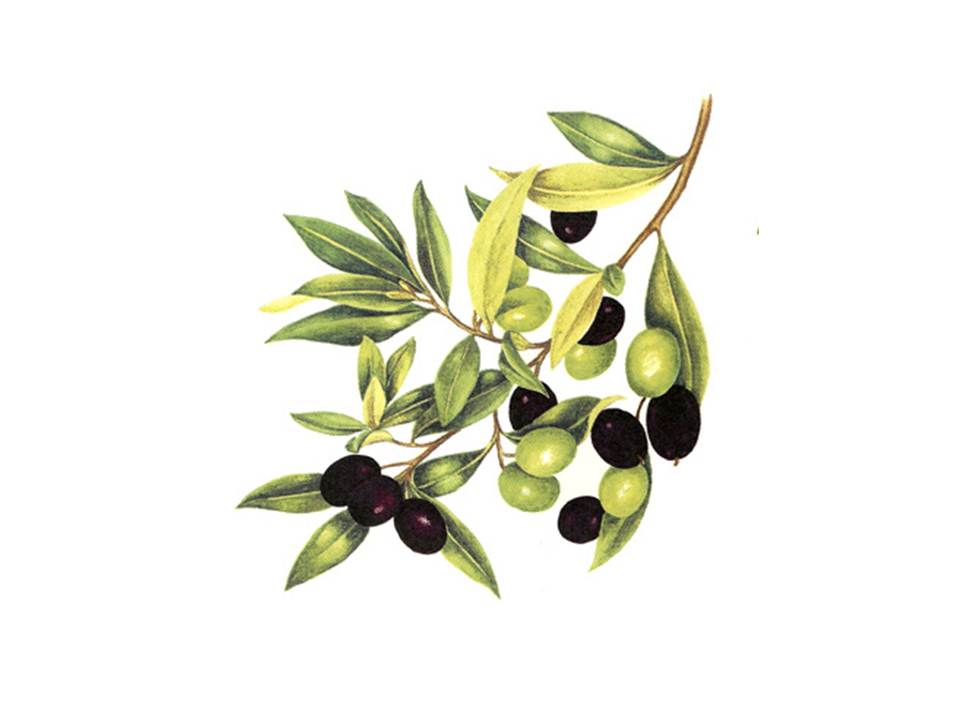 画像1: Olives