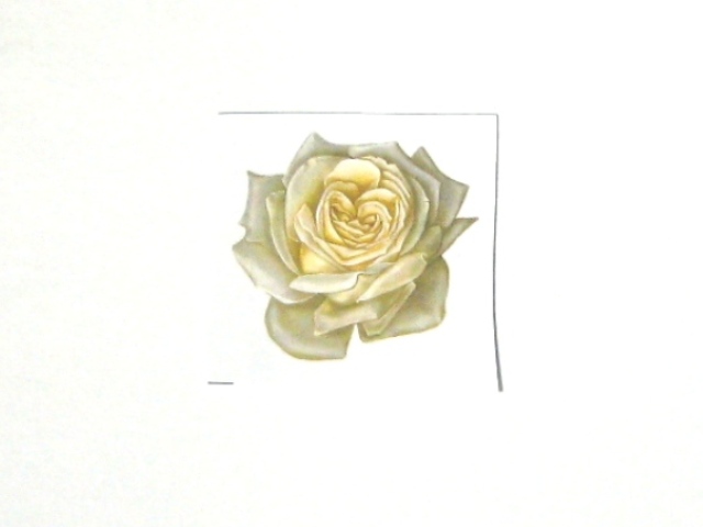 画像1: WHITE ROSE