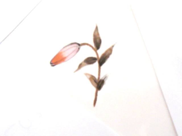 画像1: 草花